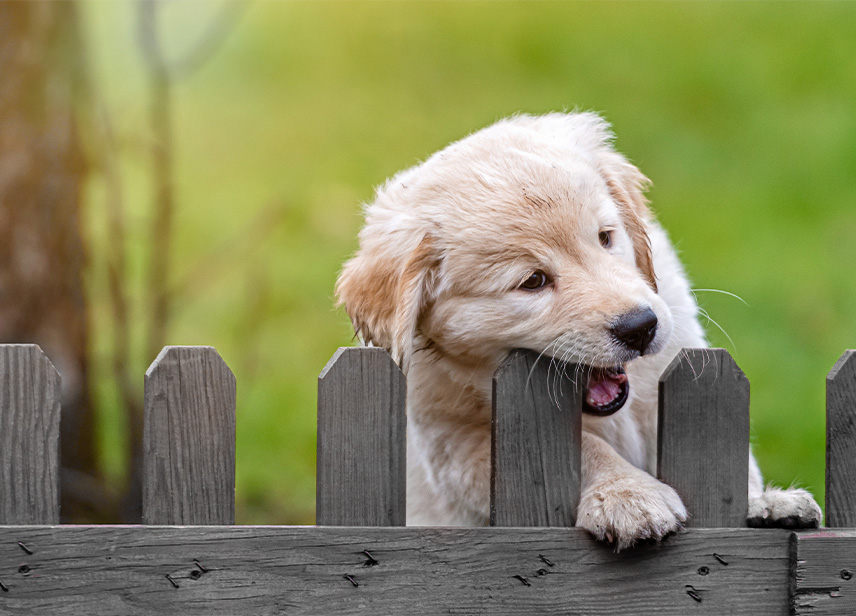 Fenced-In Backyards-image